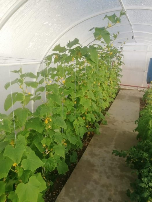 Школьники села Боранкул Бейнеуского района выращивают овощи в теплице