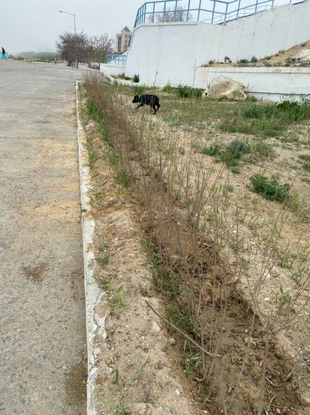 Нормативная лексика закончилась! Высаженные саженцы полили в Актау спустя месяц