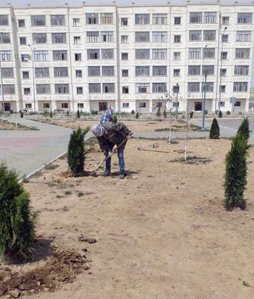 Шашечки озеленителей: На площади «Ынтымак» выкопали деревья и пересадили их в новом микрорайоне Актау