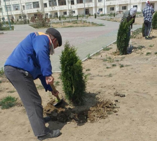 Шашечки озеленителей: На площади «Ынтымак» выкопали деревья и пересадили их в новом микрорайоне Актау