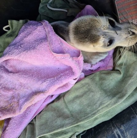 Спасенного детеныша каспийского тюленя выпустили в море