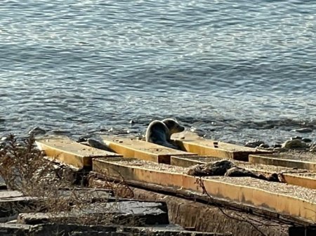 Спасенного детеныша каспийского тюленя выпустили в море