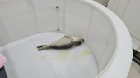 Спасенного детеныша каспийского тюленя выпустили в море