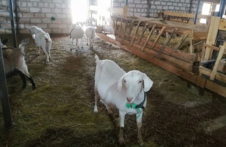 Козья ферма в Акшукуре приглашает гостей