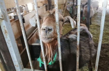 Козья ферма в Акшукуре приглашает гостей Козья ферма в Акшукуре приглашает гостей