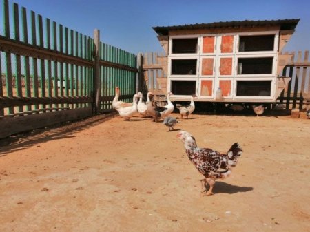 Козья ферма в Акшукуре приглашает гостей