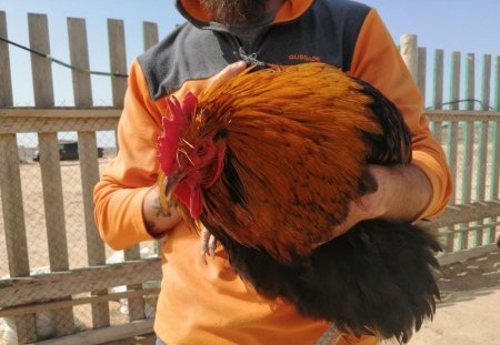 Козья ферма в Акшукуре приглашает гостей