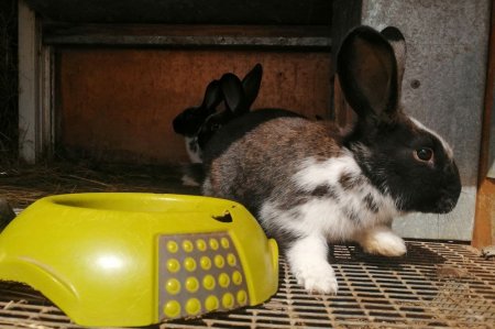 Козья ферма в Акшукуре приглашает гостей