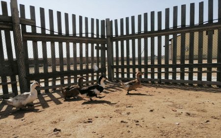 Козья ферма в Акшукуре приглашает гостей