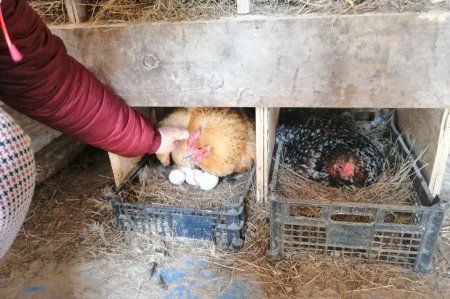 Козья ферма в Акшукуре приглашает гостей