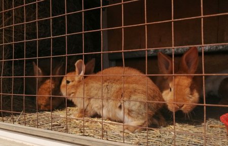 Козья ферма в Акшукуре приглашает гостей