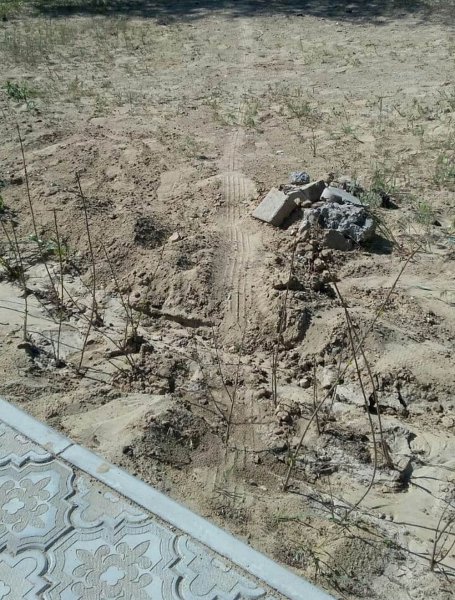 Посадили и засушили! Жительница Актау готова сама поливать деревья в парке «Акбота»