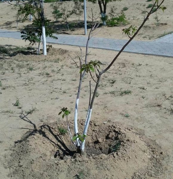 Посадили и засушили! Жительница Актау готова сама поливать деревья в парке «Акбота»