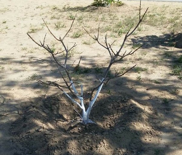 Посадили и засушили! Жительница Актау готова сама поливать деревья в парке «Акбота»