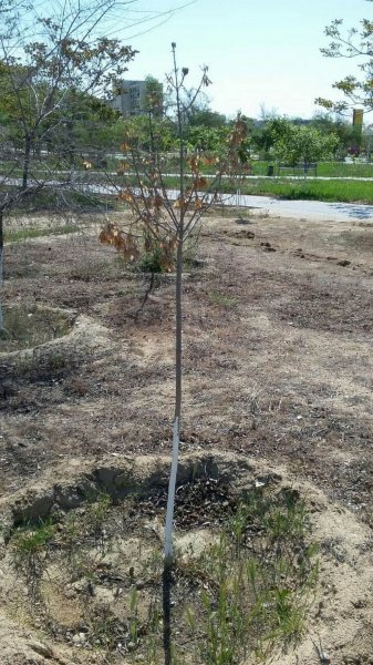 Посадили и засушили! Жительница Актау готова сама поливать деревья в парке «Акбота»