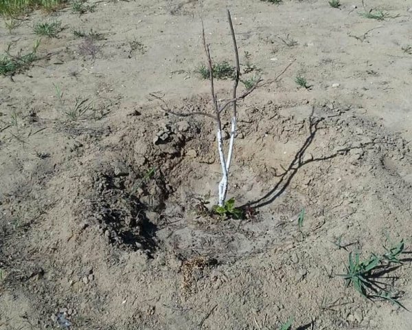 Посадили и засушили! Жительница Актау готова сама поливать деревья в парке «Акбота»