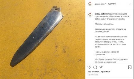 Кошачий приют в Актау ищет новый дом