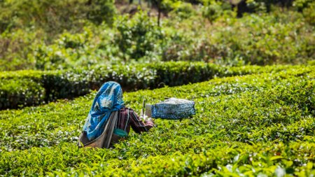 Индийский чай может подорожать из-за ситуации с коронавирусом 
