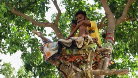 Житель Индии просидел 11 дней на дереве, чтобы не заразить семью