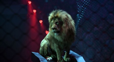 Дрессировщика уральского цирка чуть не растерзали львицы