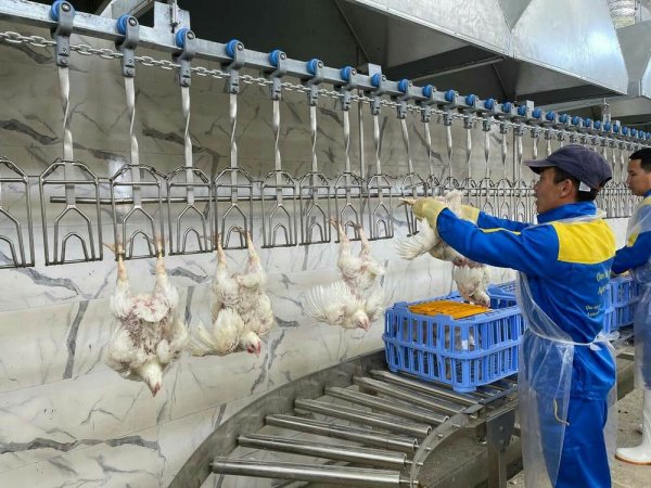Птицефабрика в Мангистау вдвое сократит импортозависимость