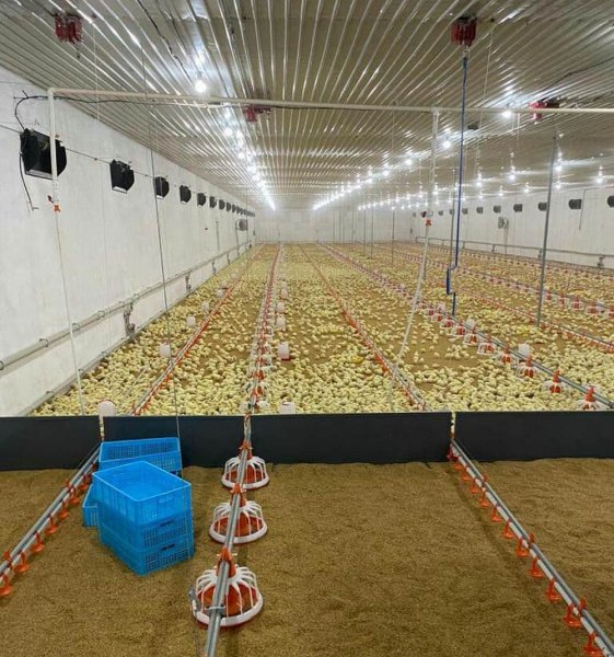 Птицефабрика в Мангистау вдвое сократит импортозависимость