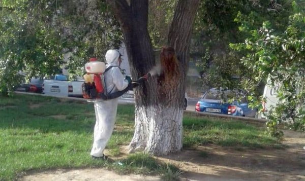 Листву на деревьях уничтожили насекомые в сквере Победы в Актау