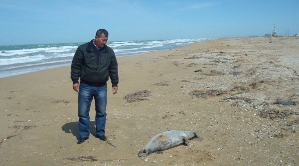 Власти одобрили проект канала Кашаган по дну Каспия: Что будет с морскими обитателями?