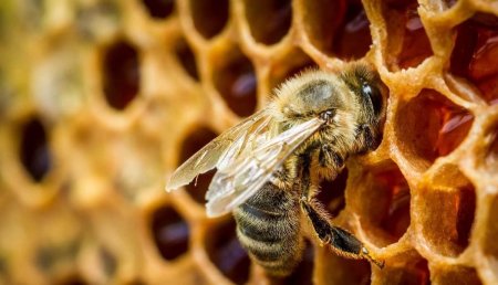 Пчелы исчезают. О массовом вымирании крылатых опылителей заявил казахстанский пчеловод