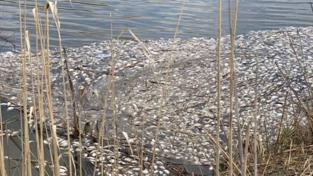Озвучена неожиданная версия гибели рыбы в Атырауской области