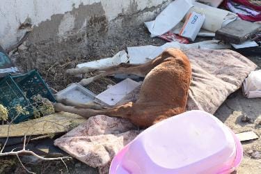 Труп жеребёнка возле мусорных баков обнаружили жители 28 микрорайона Актау