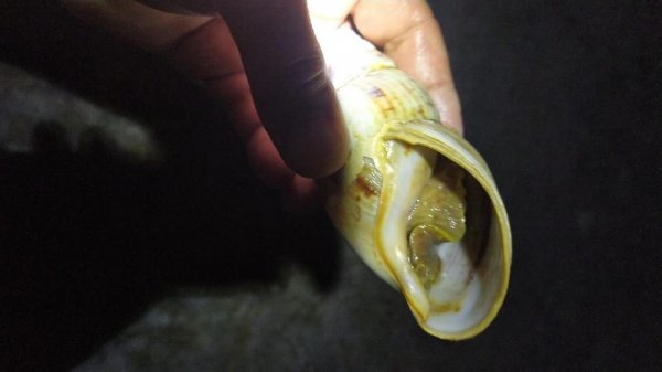 Выброшенный на берег моллюск удивил жителя Актау