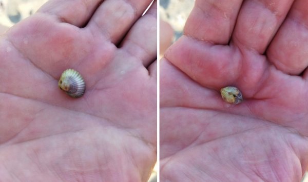 Выброшенный на берег моллюск удивил жителя Актау