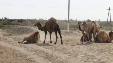 На юге Казахстана верблюдов поражает опасная болезнь