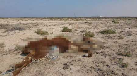 Стихийную свалку в одном из сел Мангистау запечатлел блогер