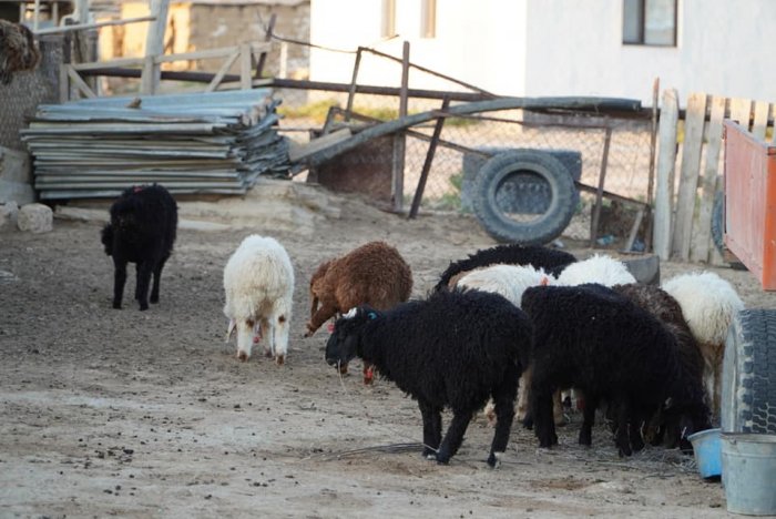Вот и дожили! Верблюдов и овец в Мангистау кормят размоченным картоном