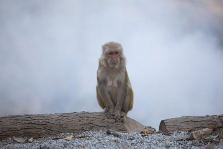 Зафиксирована первая смерть человека от вируса обезьяны в Китае