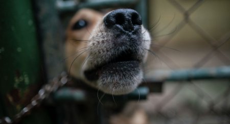 Казахстанцы шокированы жестокой расправой живодеров над собакой