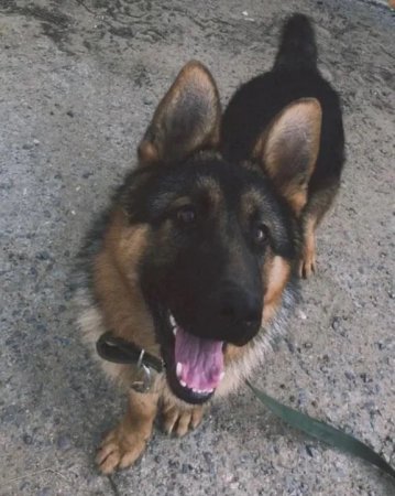 Пропала собака