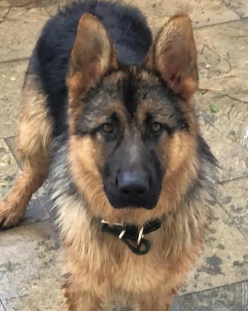 Пропала собака