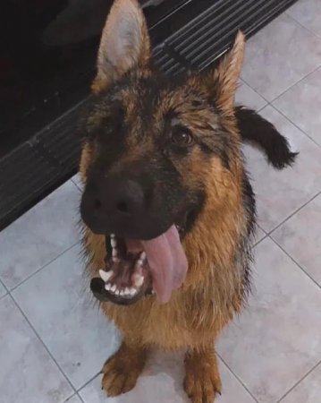 Пропала собака