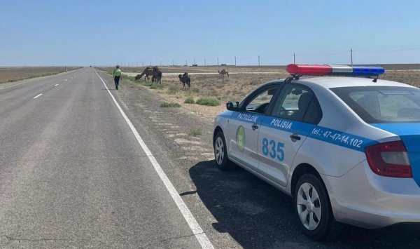 Макеты животных и патрульных машин появились на дорогах Мангистау