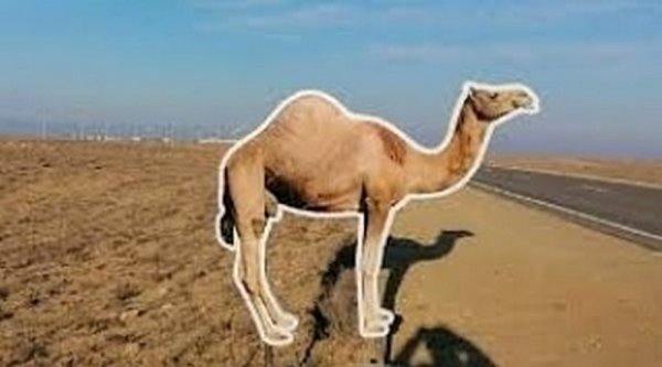 Макеты животных и патрульных машин появились на дорогах Мангистау