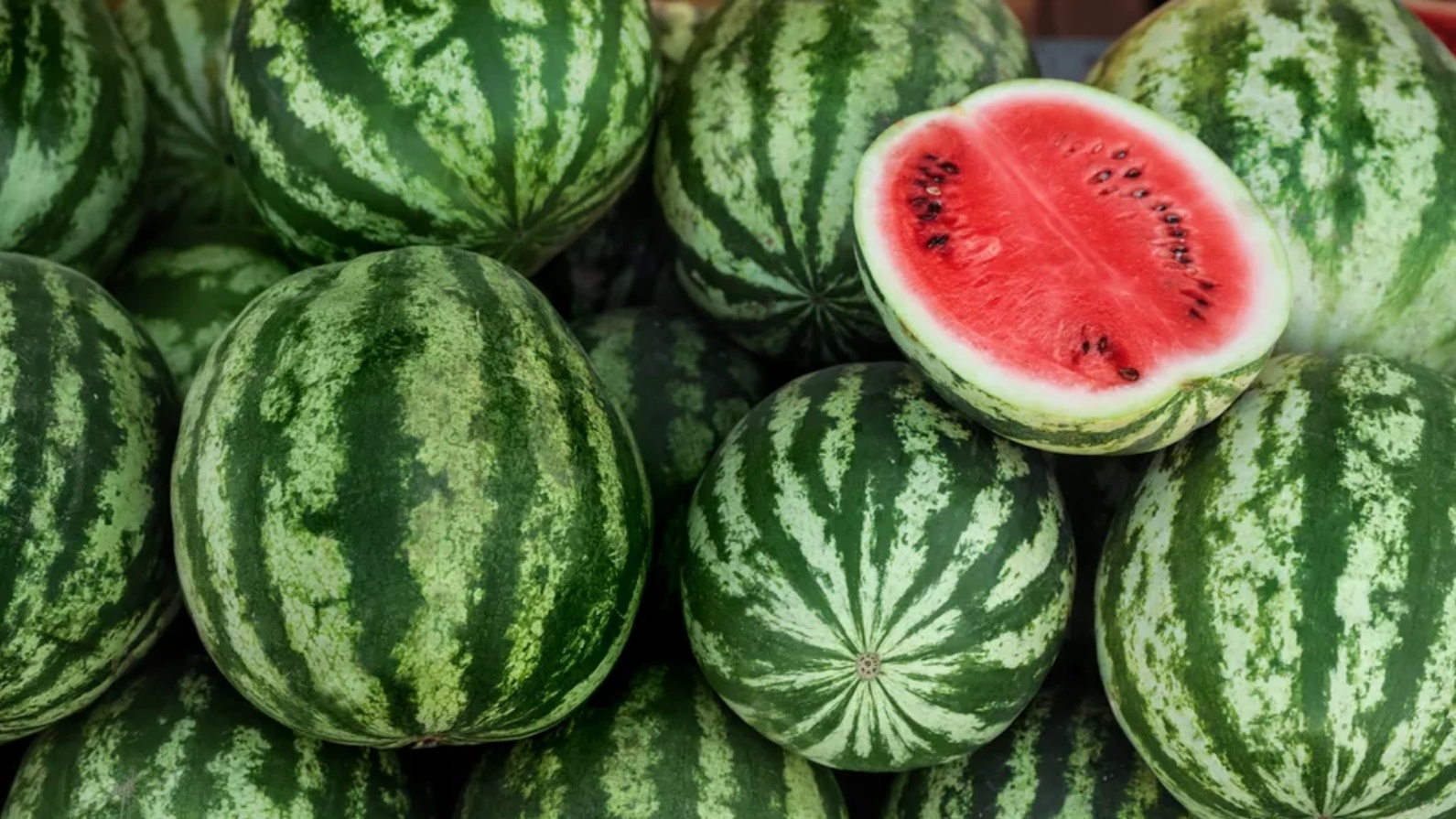 Новые арбузы. Сорт арбуза амфион. Новые арбузы. Арбуз флорида f1. Арбуз фото.