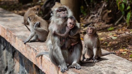 Дикие обезьяны организовали банды и массово бьются за еду в Таиланде