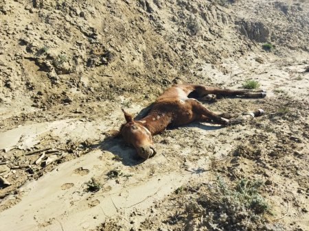 Волонтёры в Мангистау собрали деньги для голодающего скота