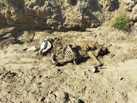 Волонтёры в Мангистау собрали деньги для голодающего скота