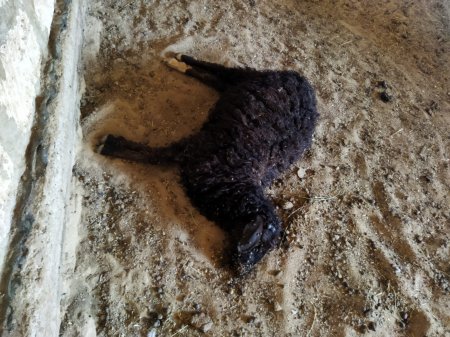 Волонтёры в Мангистау собрали деньги для голодающего скота