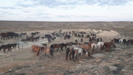 Засуха была ожидаема, но мы были не готовы - министр о гибели скота 