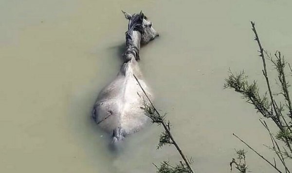 Фото измождённых лошадей в Мангистау: Чиновники обвинили во лжи волонтёров